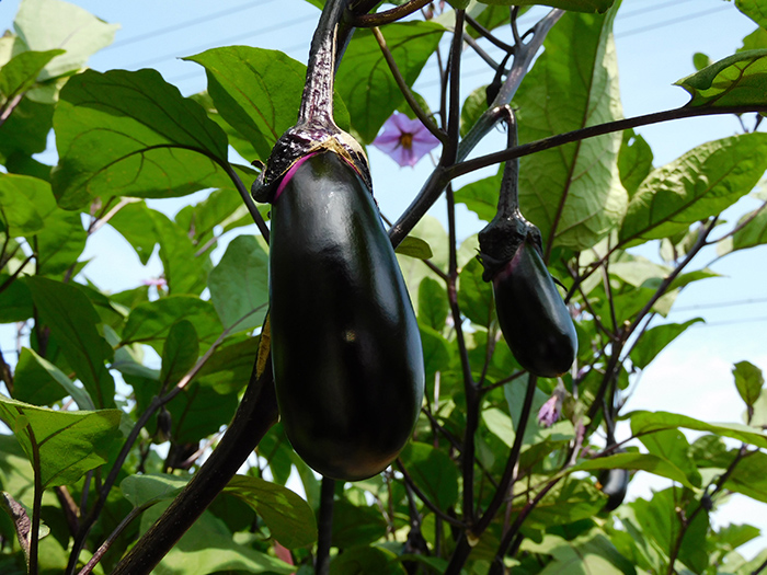 露地野菜