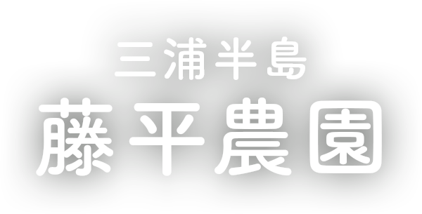 三浦半島 藤平農園